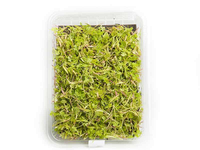 Llavors ECO