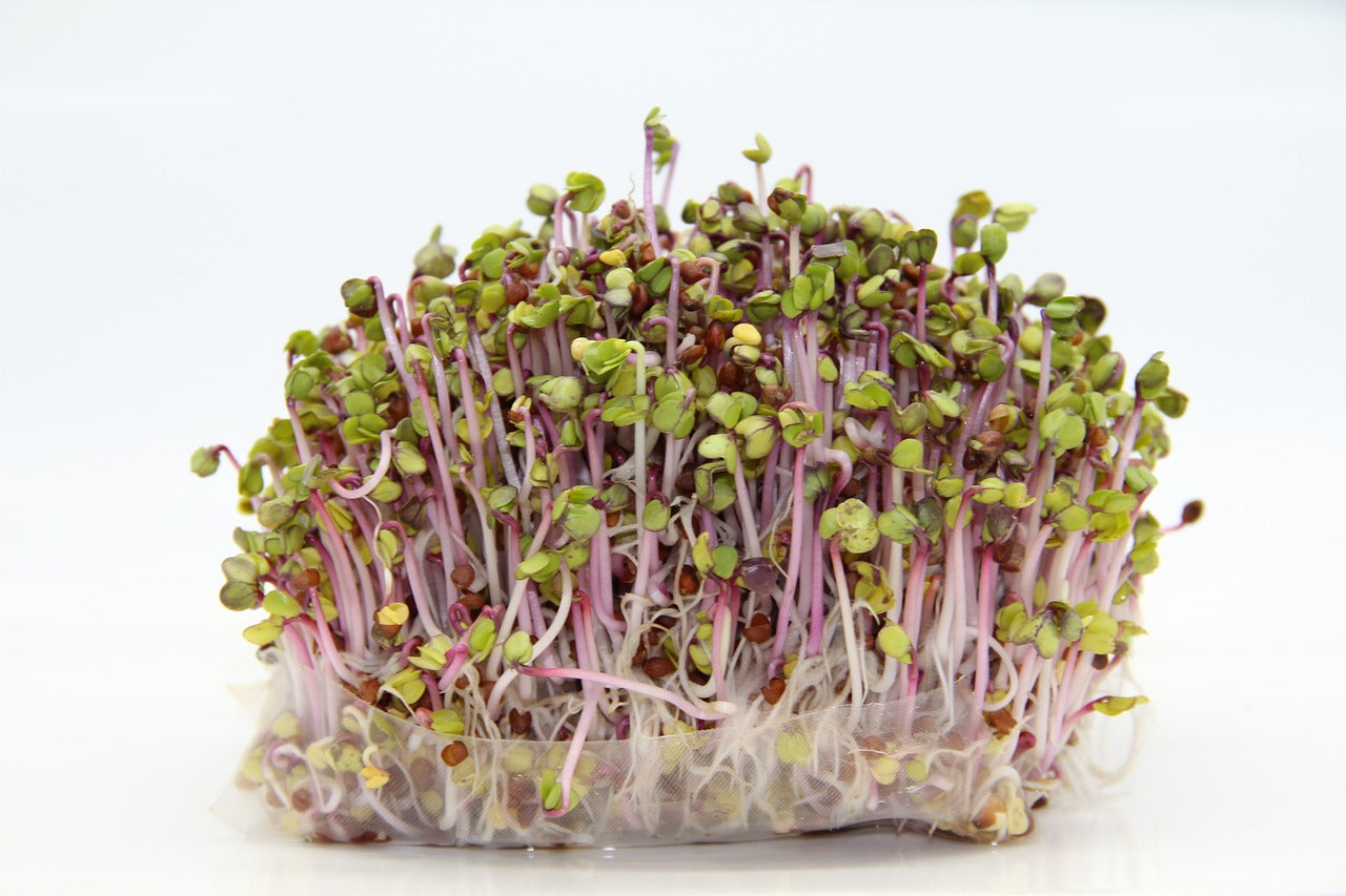 Llavors ECO