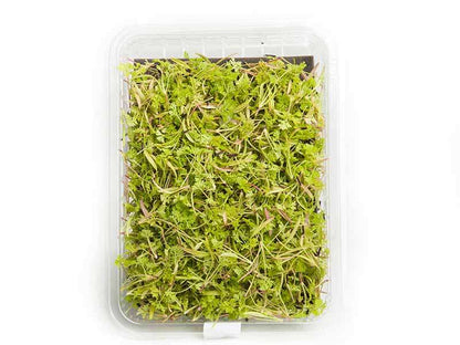 Llavors ECO